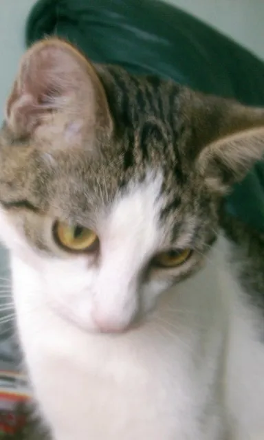 kleine Hauskatze sucht neues Heim