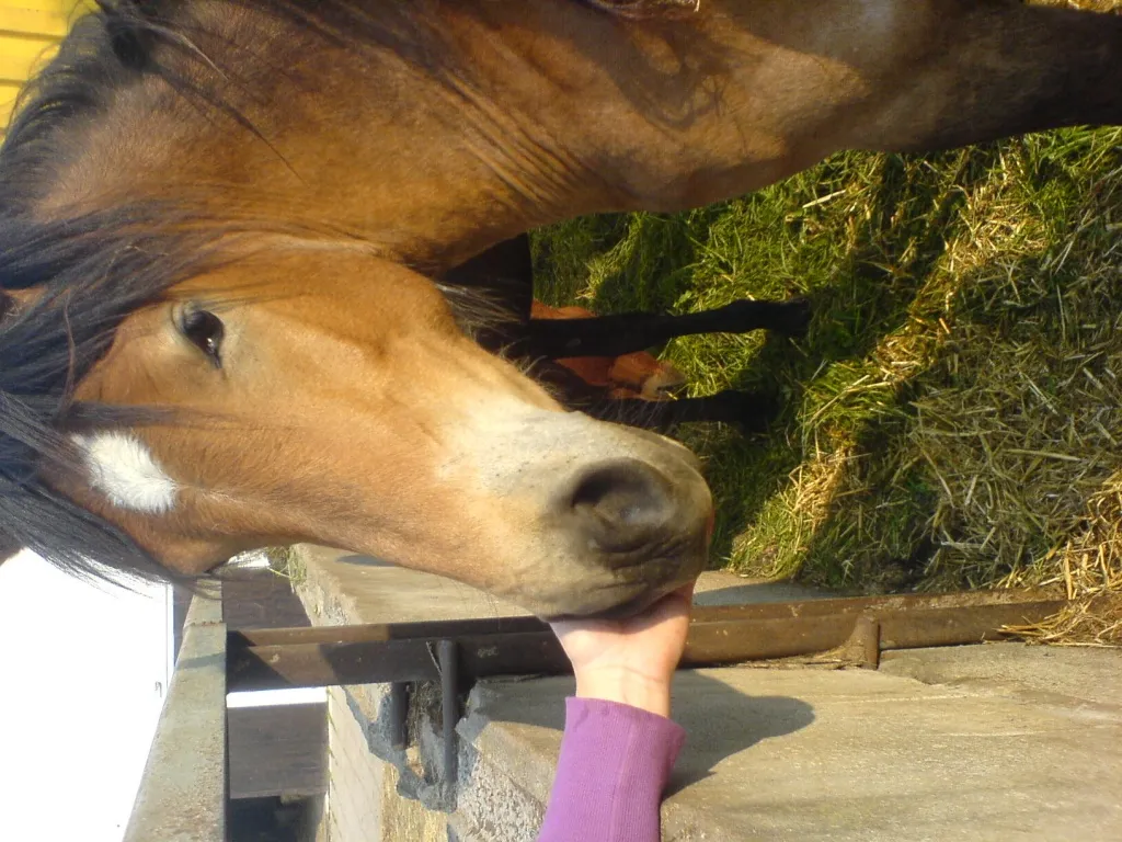 Haflinger- Reitpony Stute zu verkaufen!