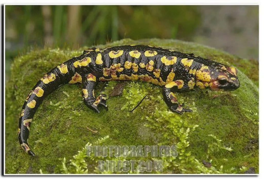 Portugiesischer Feuersalamander – Bild 1