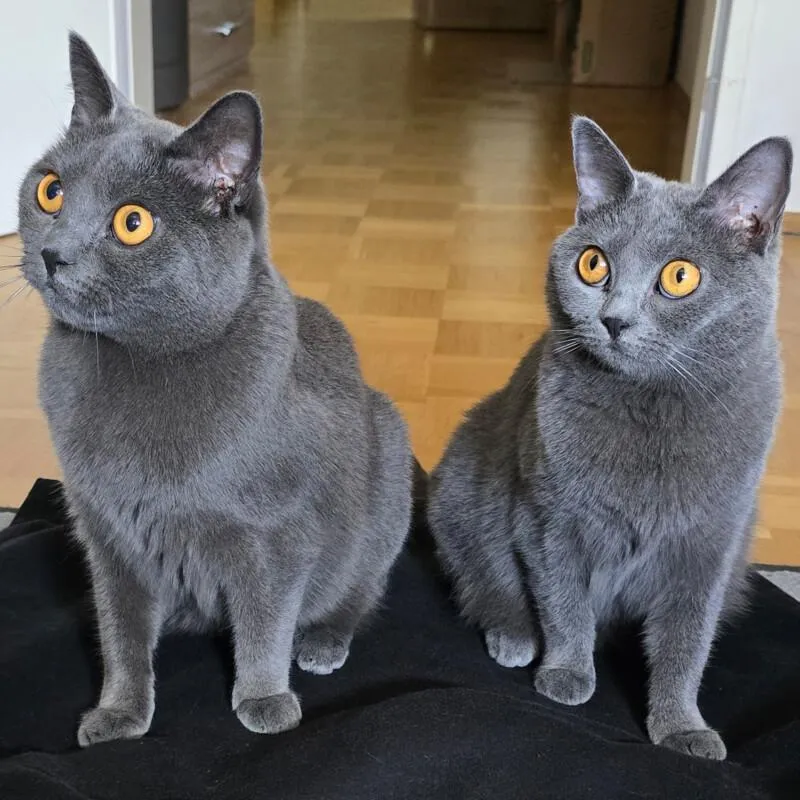 LADY GHOST und MASTER SHAKE - Chartreux - 2 Jahre - Tierhilfe-Franken e.V.