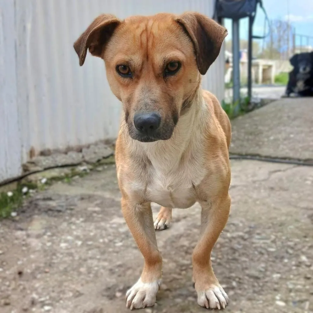 Lenny - ein absoluter Herzenshund