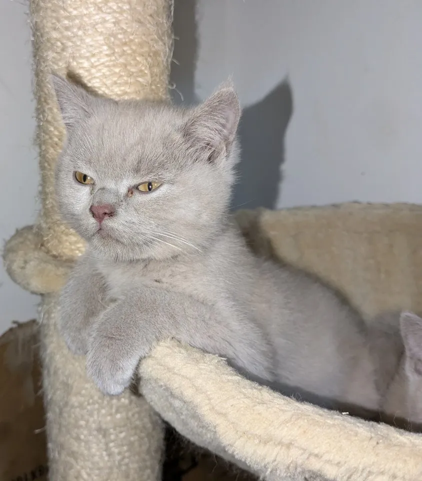 Reinrassige, süße Britisch-Kurzhaar Kitten warten auf Dich!
