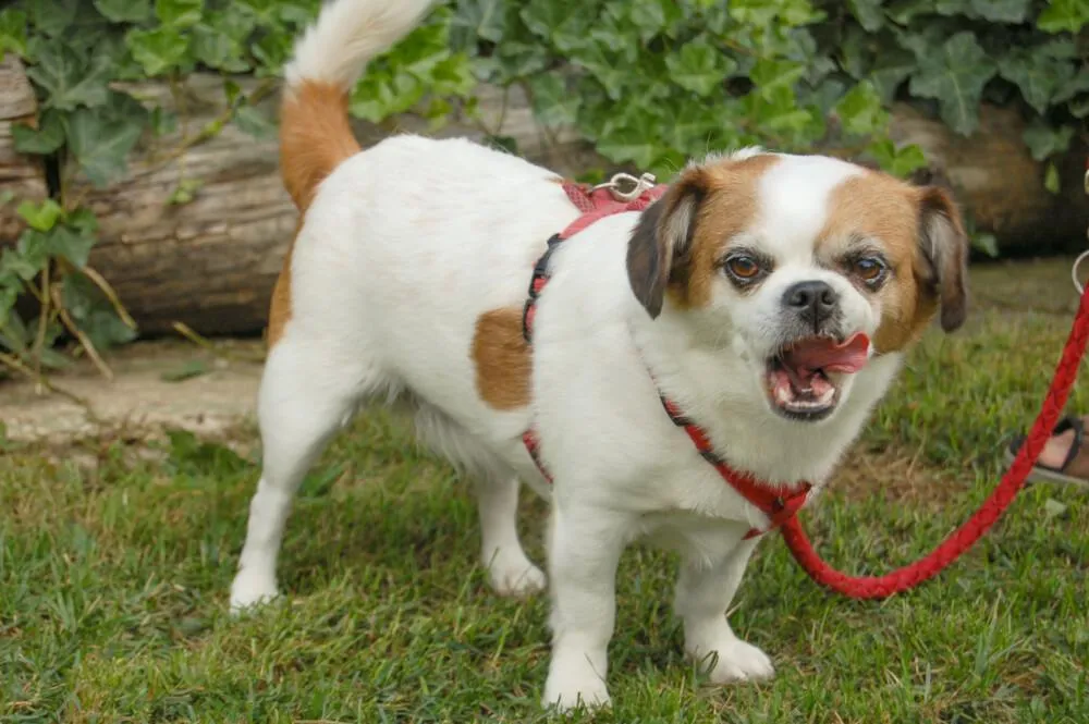 MR.JOSCHI - Jack-Russel-Pekinese-Mix - 8 Jahre - Tierhilfe-Franken e.V.