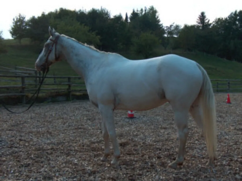 **** Appaloosa **** 7 jährig **** Indian Chief PBL ****