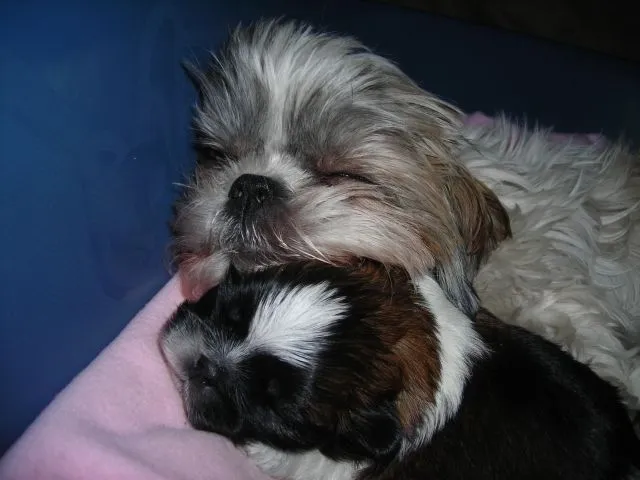 shih tzu Rüde – Bild 1