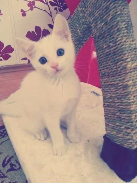2 monatige Babykatze + Zubehör zu verkaufen!!!