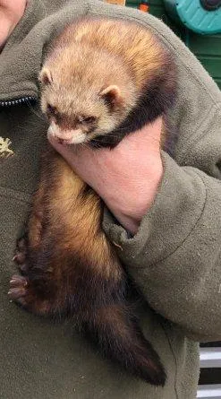 Suche dringend, 2 Rüden kastriert oder 2Fähen kastriert oder Pärchen