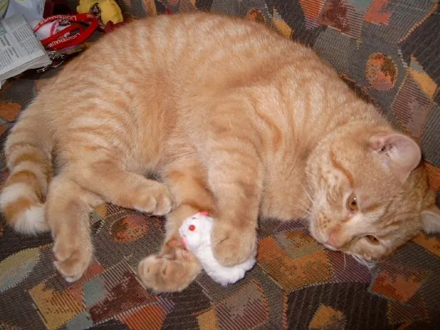 Rot-getigerter Kater 1,5 Jahre entlaufen!