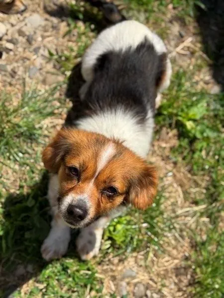 Elfy - Niedliche kleine Elfy liebt die Menschen