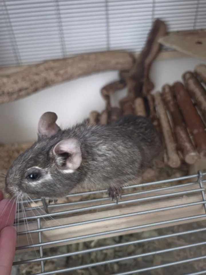 Liebevolles Degu-Schwesternpaar (ca. 2 Jahre) sucht neues Zuhause mit Gesellschaft