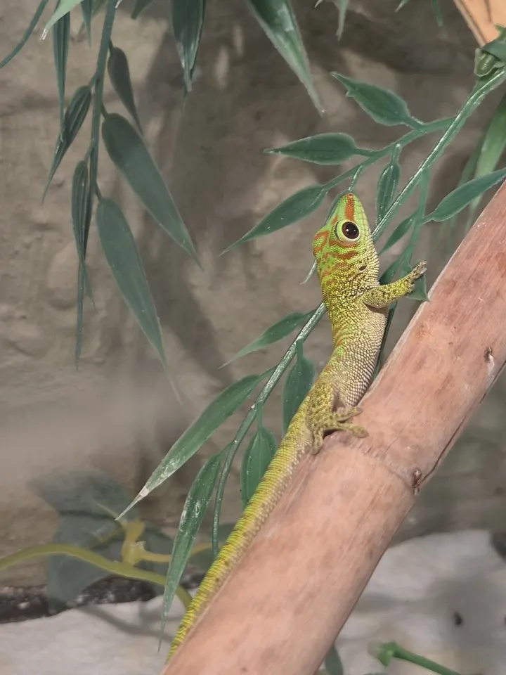 Dringend abzugeben. Madagaskar taggecko