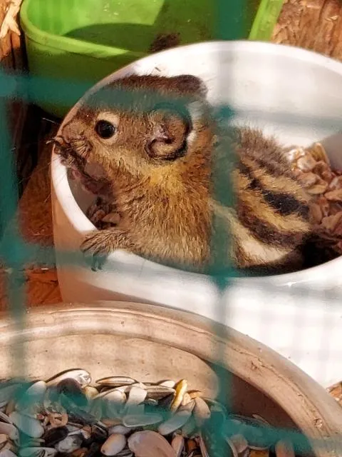 chinesische Baumstreifenhörnchen