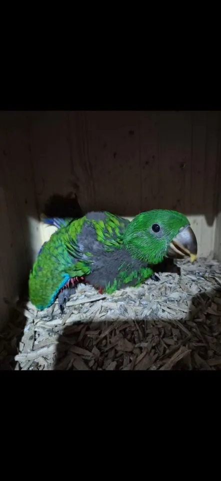 Neuguinea Edelpapagei