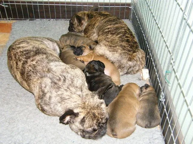 Französische Bulldoggen Welpen  Heavenly Creature