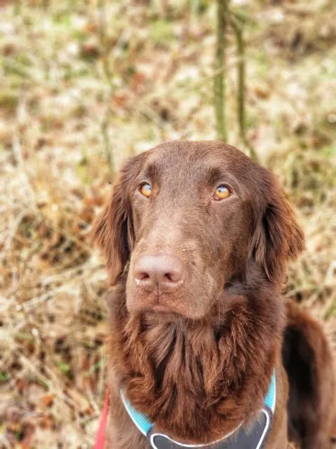 Wurfplanung Flat Coated Retriever im Herbst 2023