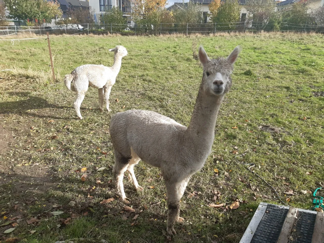 Alpakahengste zwei Tiere – Bild 1