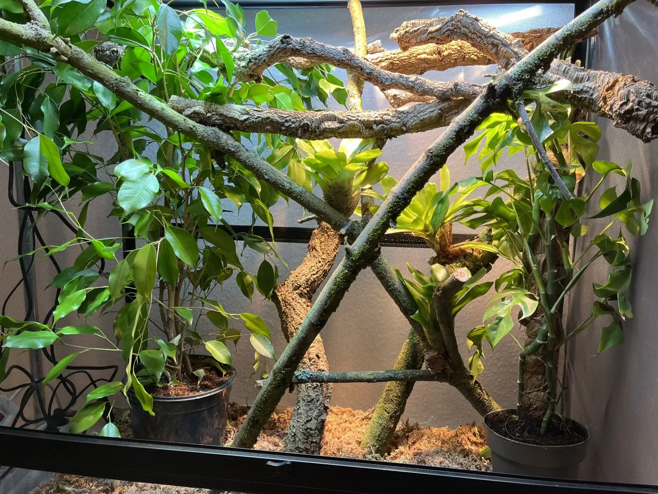 Gazeterrarium Reptibreeze mit Kunststoffscheiben, 90x45x90, Neupreis war 350 €, gebe es für 195€ an Selbstabholer ab. (ohne Einrichtung)