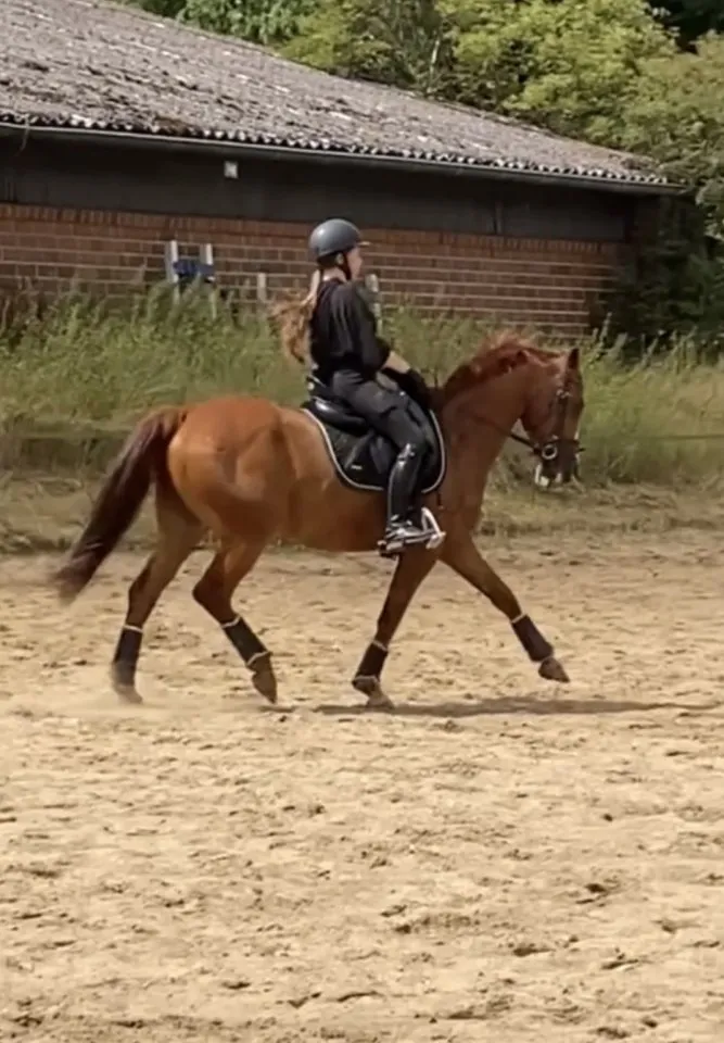 Zuverlässige Reiterin sucht Reitbeteiligung – Bild 1