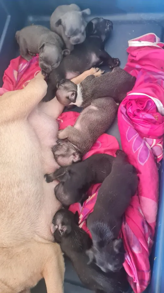 Zuckersüße französische bulldogge Welpen – Bild 1