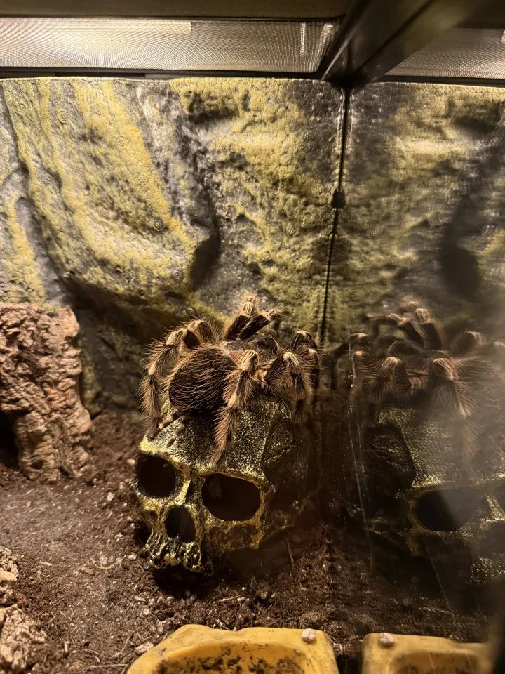 Vogelspinne - Acanthoscurria geniculata – Bild 1