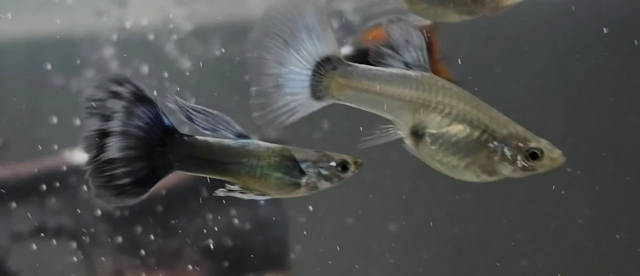 Guppy babys zu verkaufen