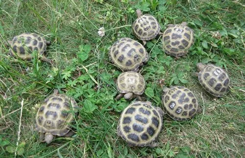 Vierzehenschildkröten / Steppenschildkröten NZ  2025