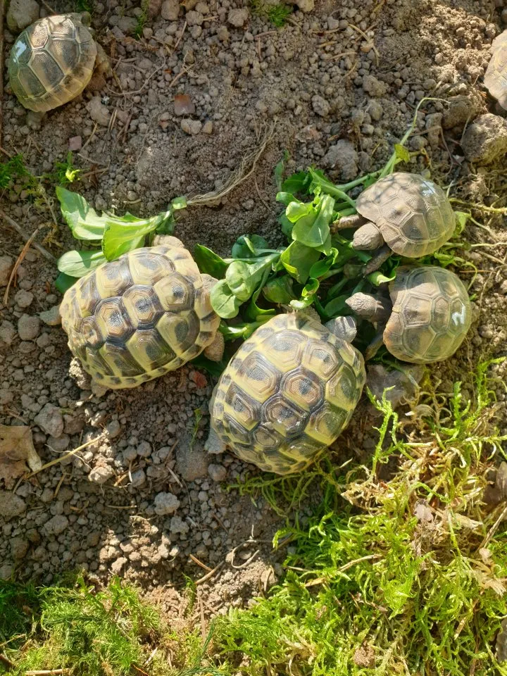 Griechische Landschildkröten 2025