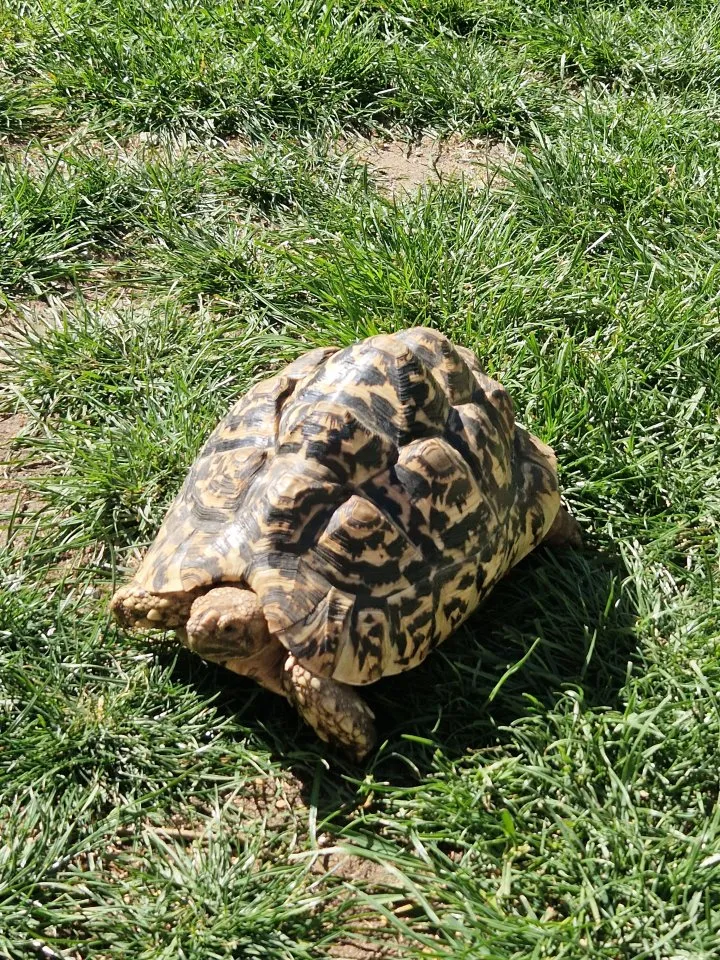 Pantherschildkröten