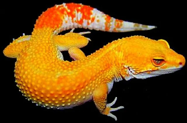 Wunderschöne Leopardgeckos abzugeben Versand möglich