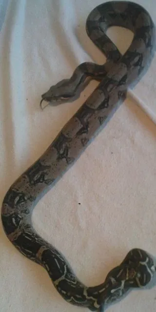 Verkaufe BOA C. het sharp Albino NZ 10!!!!