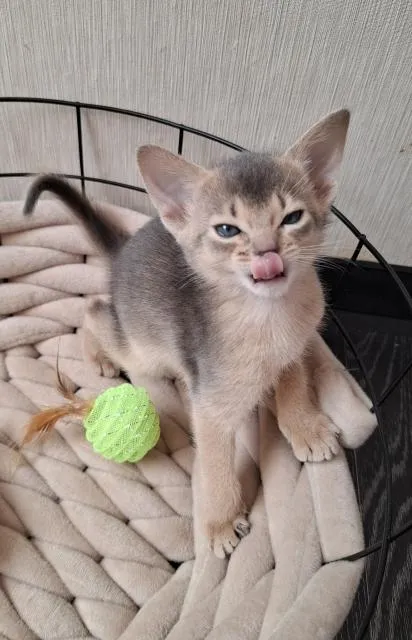 Bezaubernde Abessinier Kitten
