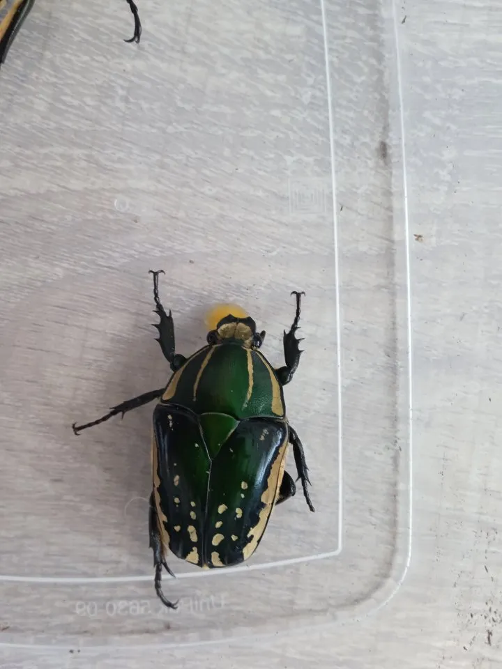 Mecynorrhina polyphemus confluens Larven