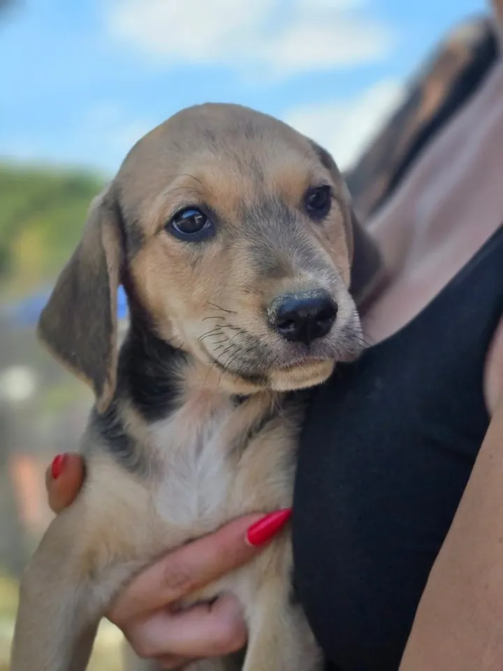Val – kleine Charmeurin auf Familiensuche 🐾