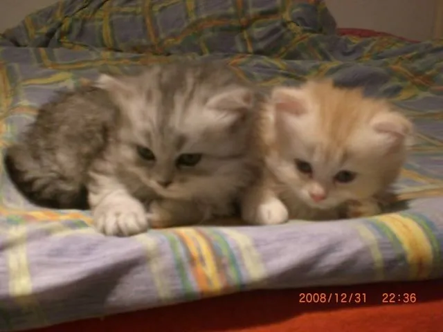 Supper süße Perser/Maine Coon Babbys