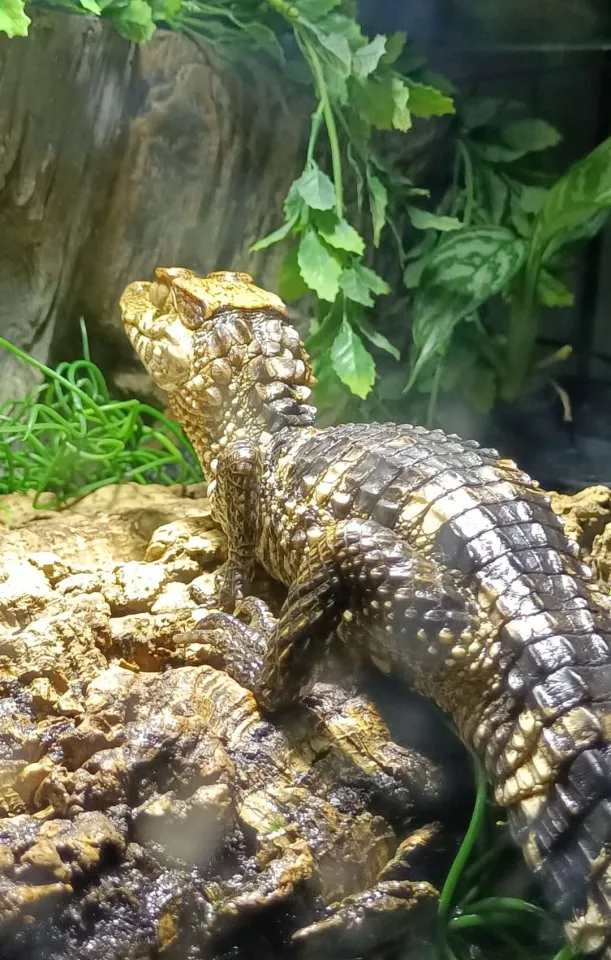 0.1 Paleosuchus palpebrosus
