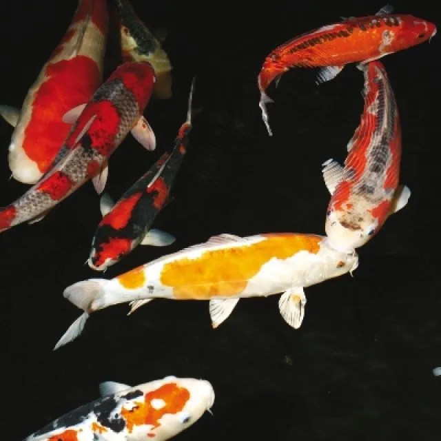 Koi-Koi-Koi-Koi-Koi-Koi // Fa.Fördefisch  online bestellen