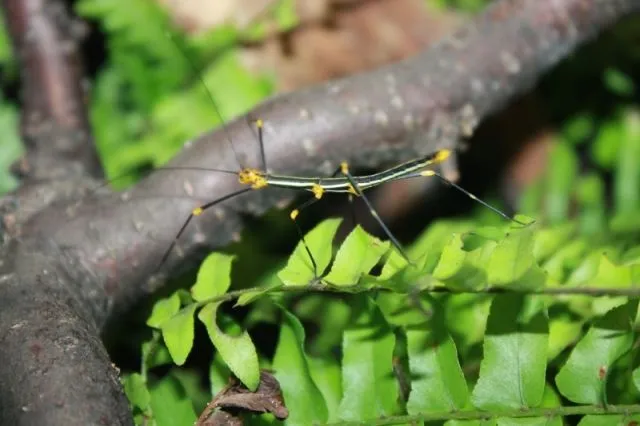 30 Jungtiere Peruanische Farnschrecken - Oreophoetes peruana  abzugeben