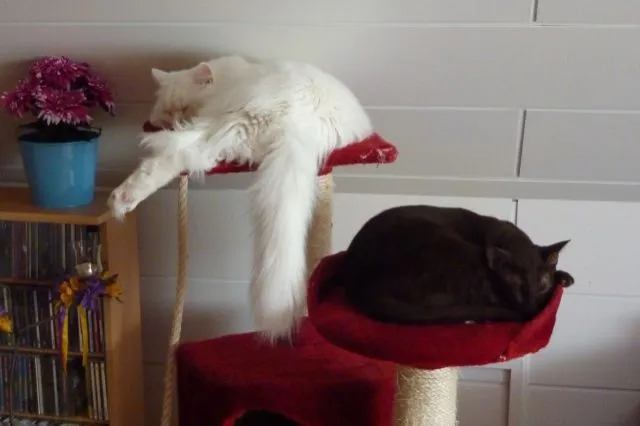 2 supersüße Kuscheltiger suchen ein neues Zuhause!!!