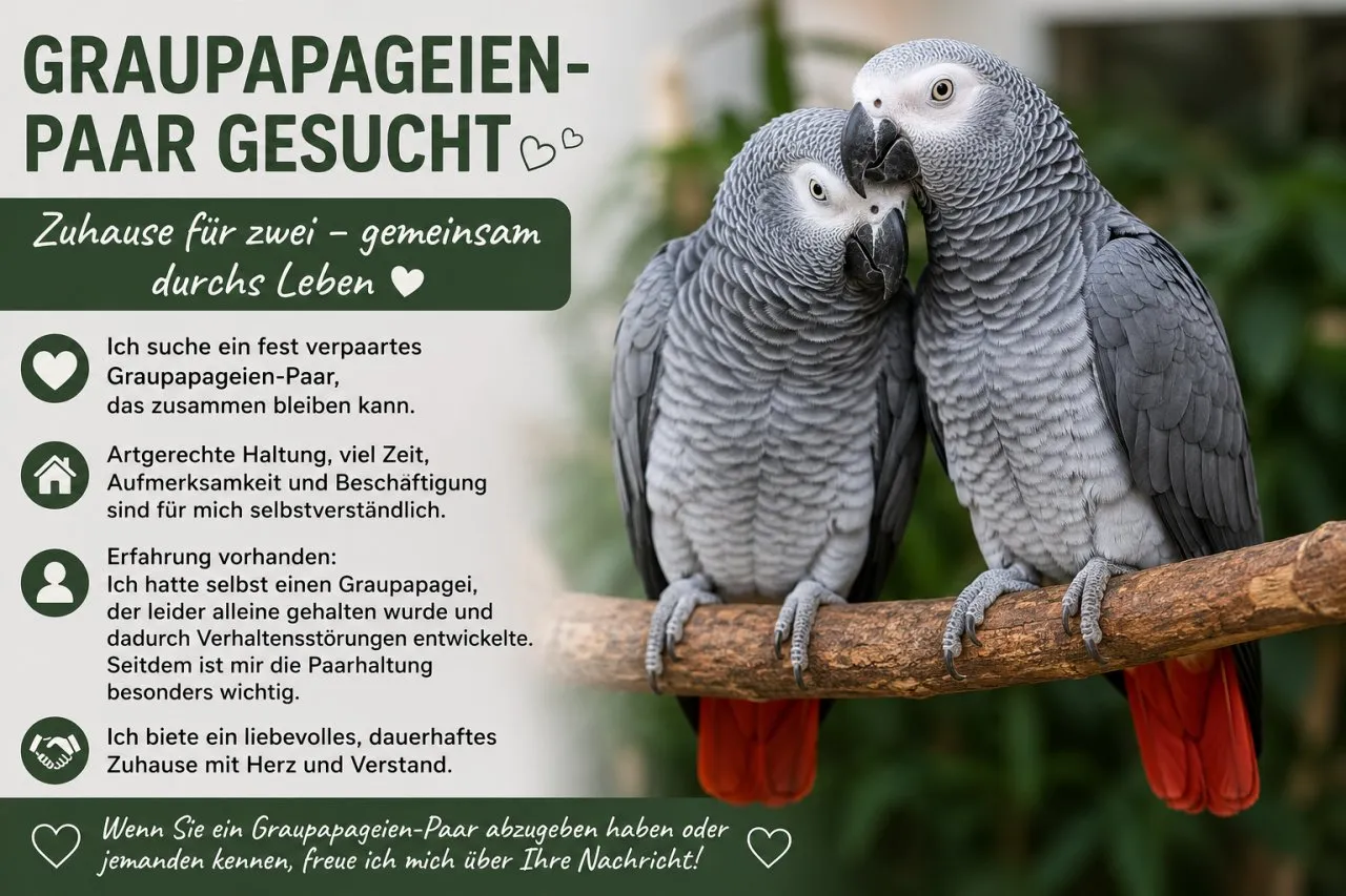 Graupapagei gesucht