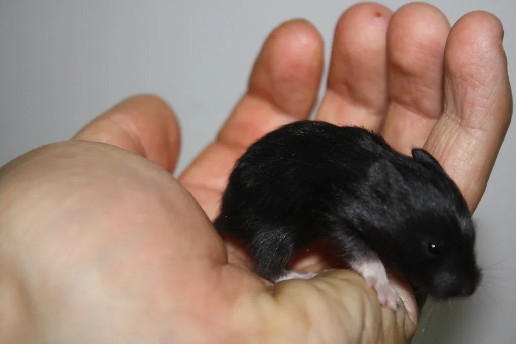 ZAHME und neugierige HAmsterbabys aus Hamsterzucht München "van Zeeland"...