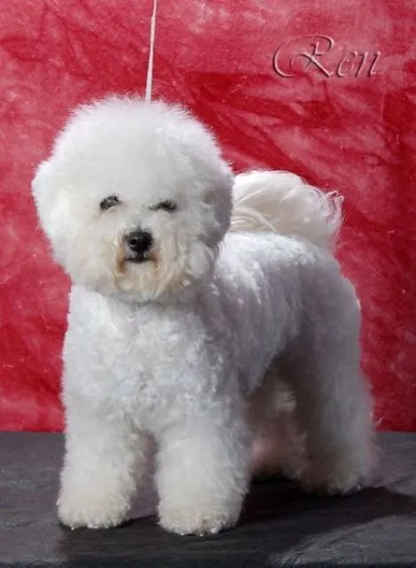 Welpen Bichon   poil Fris