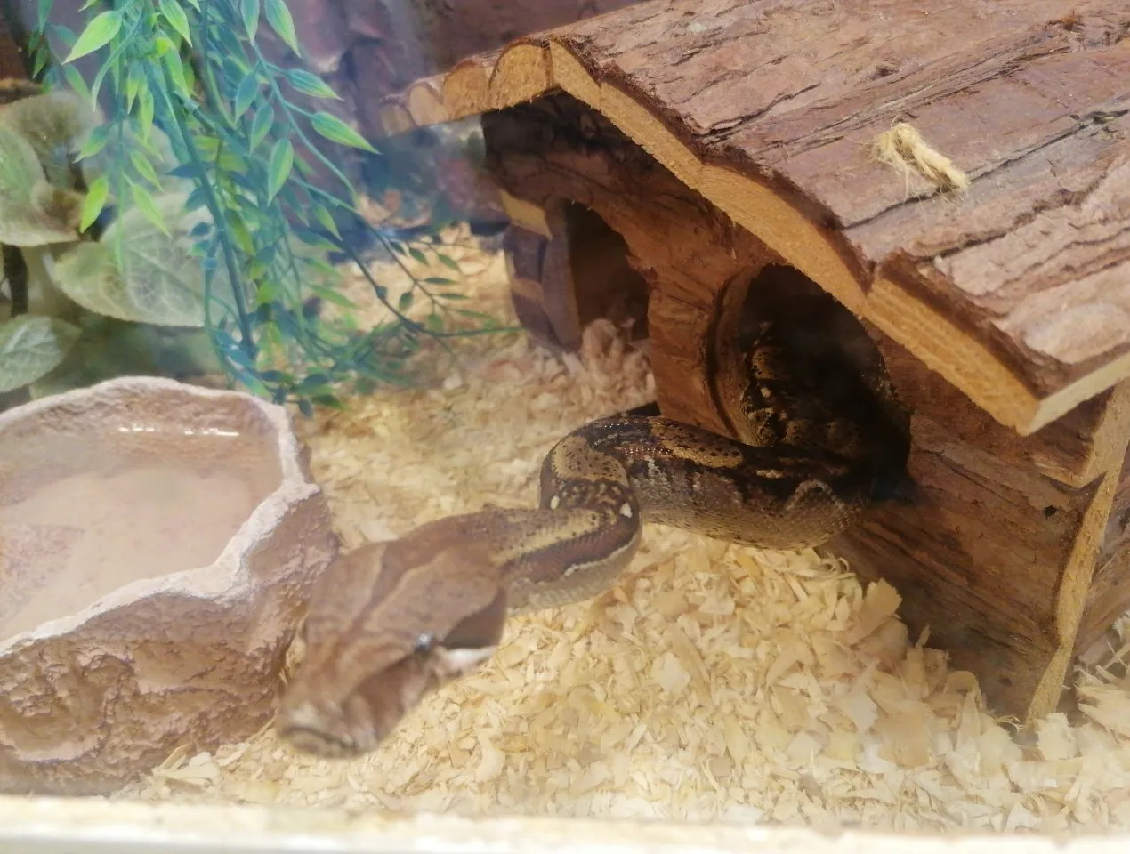 Boa Constrictor / Königspython