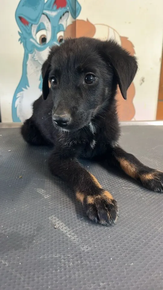 Meli - unsere kleine Honigmaus