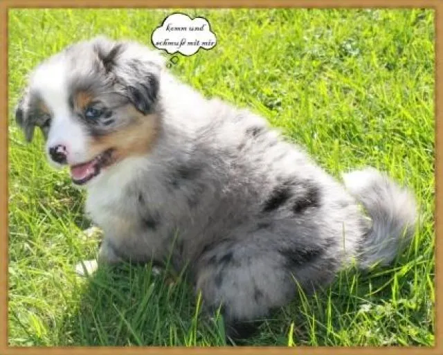 Wir dürfen ab sofort umziehen :o) Mini Australian Shepherd Welpen