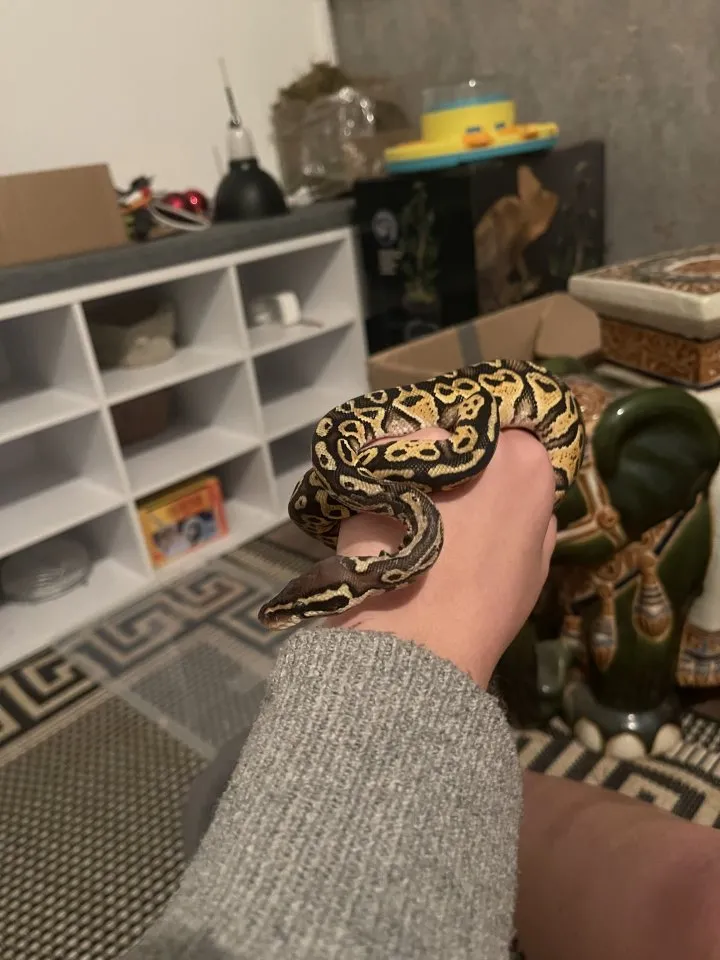 Königsphytons,Terrarium + Zubehör