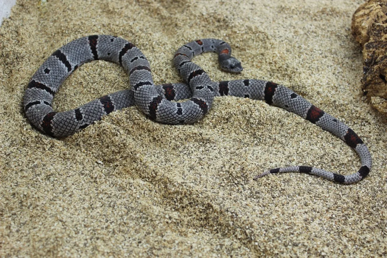 Lampropeltis mexicana alterna
