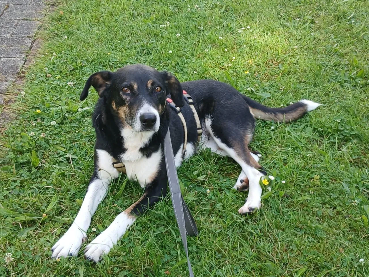 Ella – eine besondere Hündin mit Charakter und Herz ?