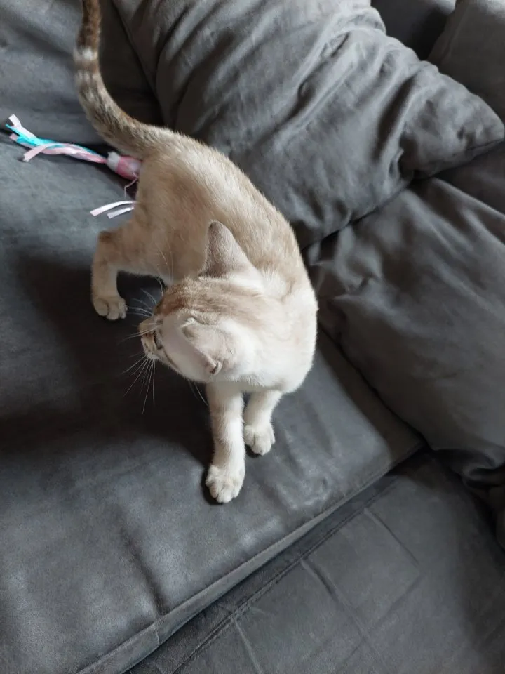 Snow Bengal, Kater (mit Kratzbaum etc.) – Bild 1