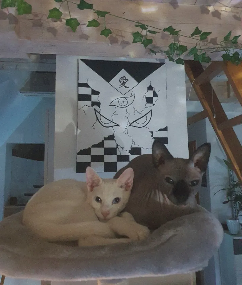 Sphynx Dame & OKH Junge