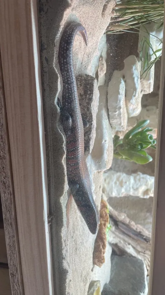 Feuerskink (Riopa Fernandi) abzugeben